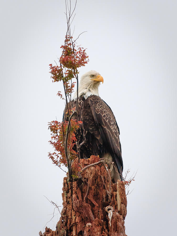 Bald Eagle Photograph by Bryan Bzdula