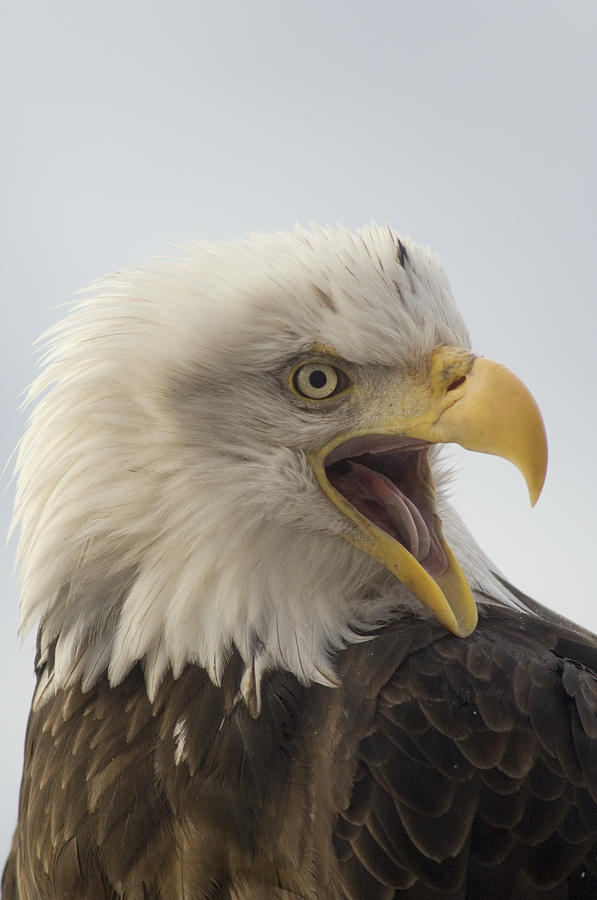Bald Eagle Calling Alaska Photograph by Michael Quinton