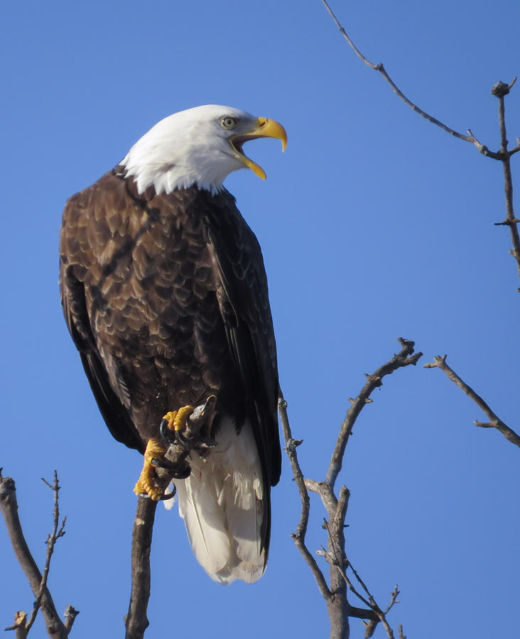 Bald Eagle Calling Photograph By Deb Fedeler Fine Art America