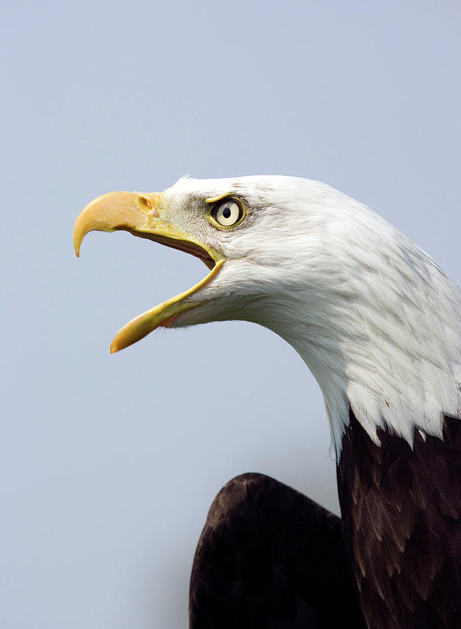 Eagle Photograph - Bald Eagle Calling by John Devries/science Photo Library