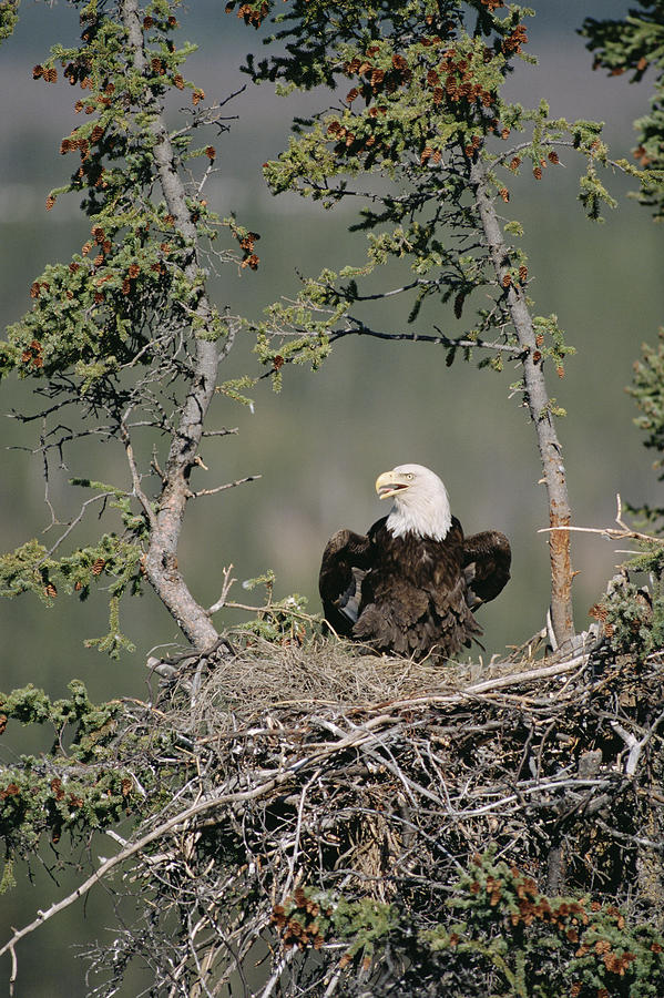Bald Eagle Calling On Nest Alaska Photograph by Michael Quinton
