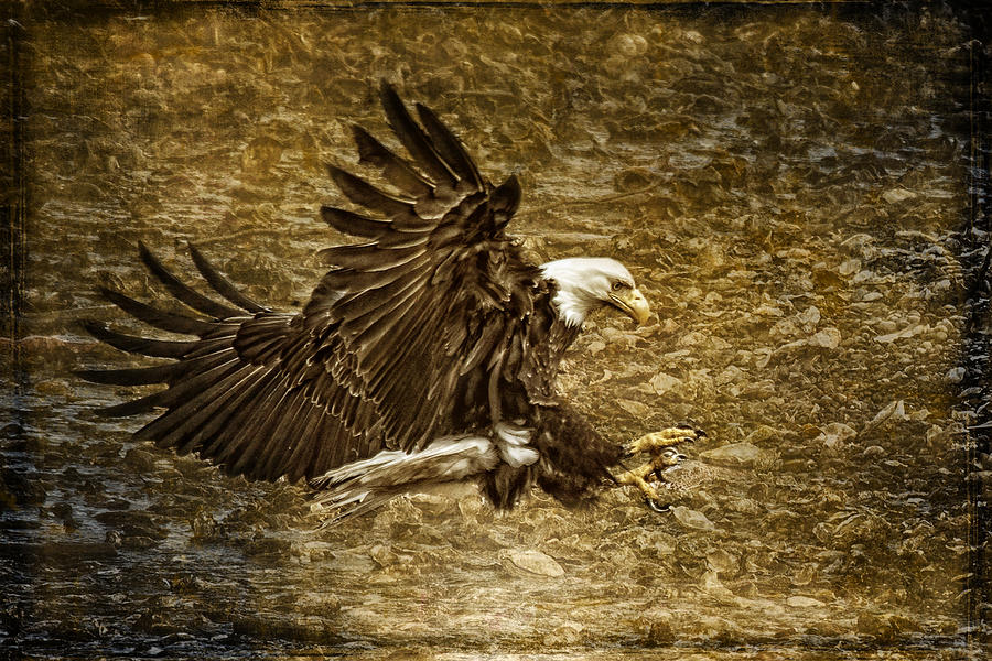 Bald Eagle Capture Photograph by Wes and Dotty Weber