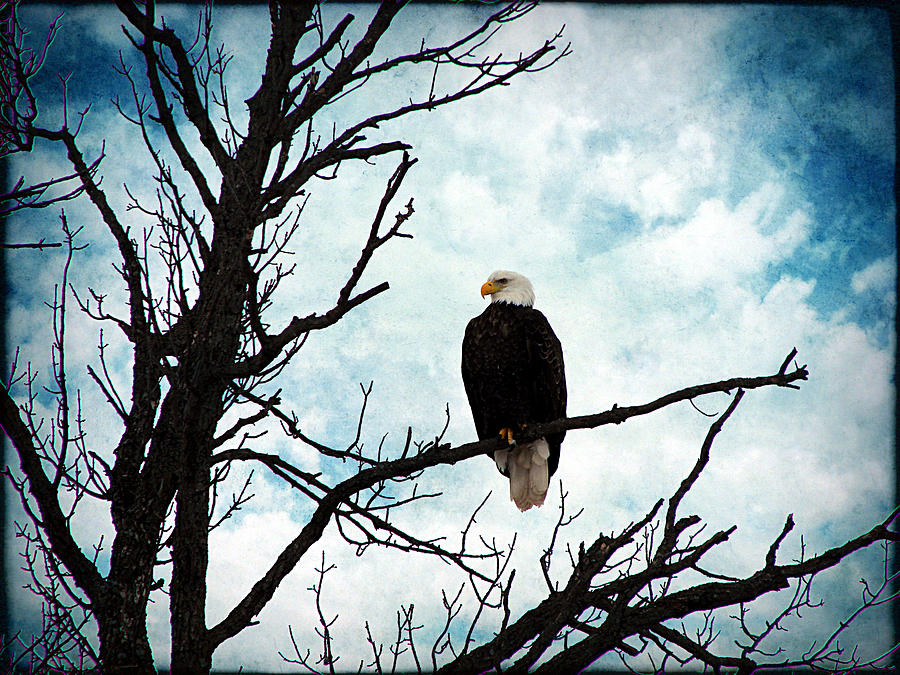 Nature Photograph - Bald Eagle by Cassie Peters