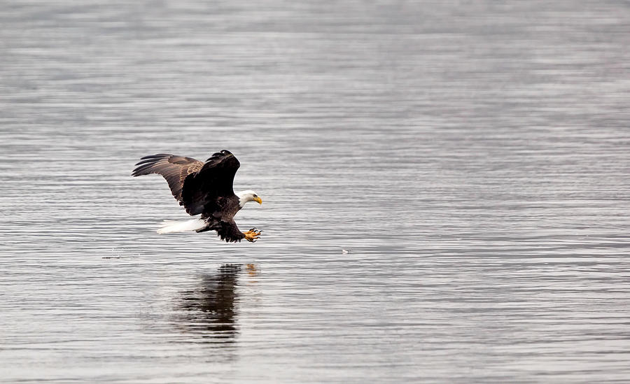 Bald Eagle Catch Photograph by Jack Nevitt