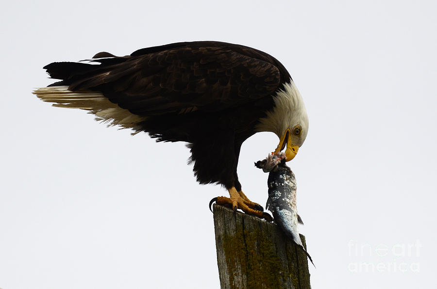 Bald Eagle Catch Of The Day Photograph by Bob Christopher