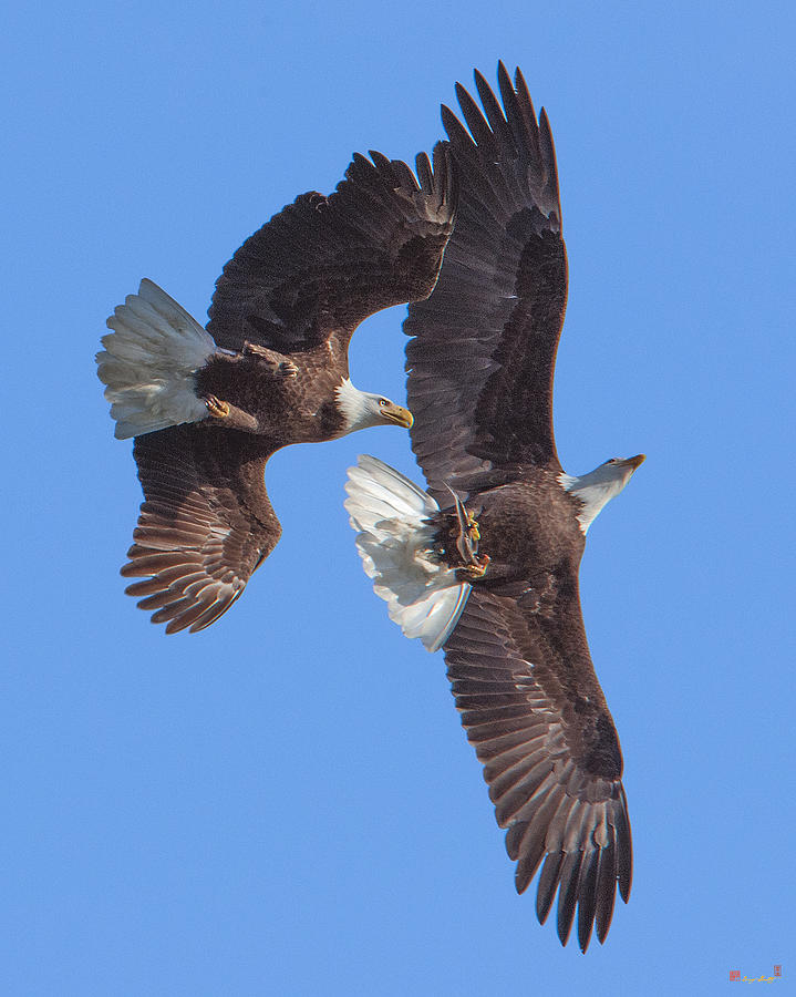 Bald Eagle Chase over Pohick Bay DRB148 Photograph by Gerry Gantt
