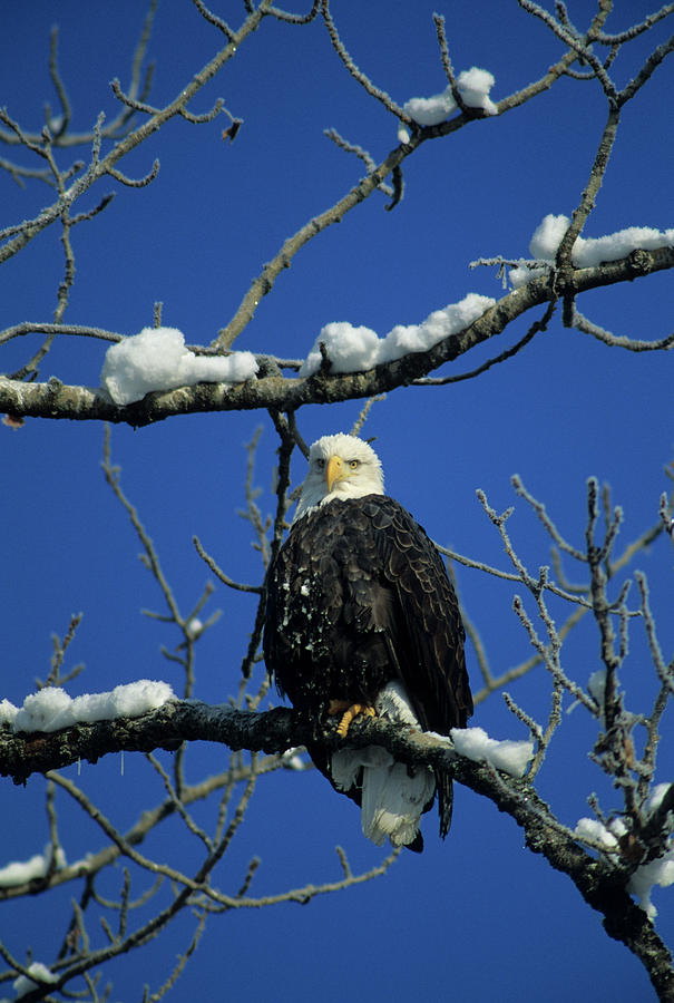 Eagle Photograph - Bald Eagle, Chilkat River, Haines by Gerry Reynolds