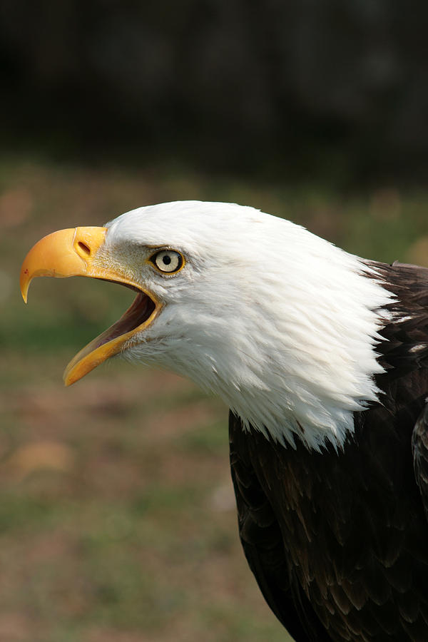 Bald Eagle Chirping Photograph by Robert Hamm | Fine Art America