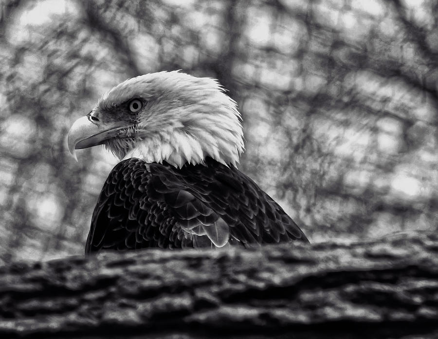 Black And White Photograph - Bald Eagle by Flees Photos