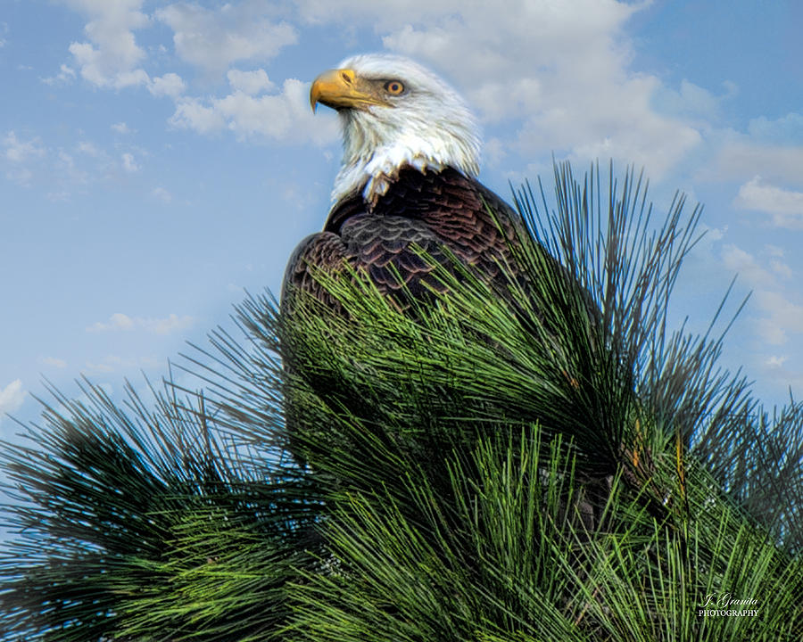 Bald Eagle Close-up Photograph by Joe Granita