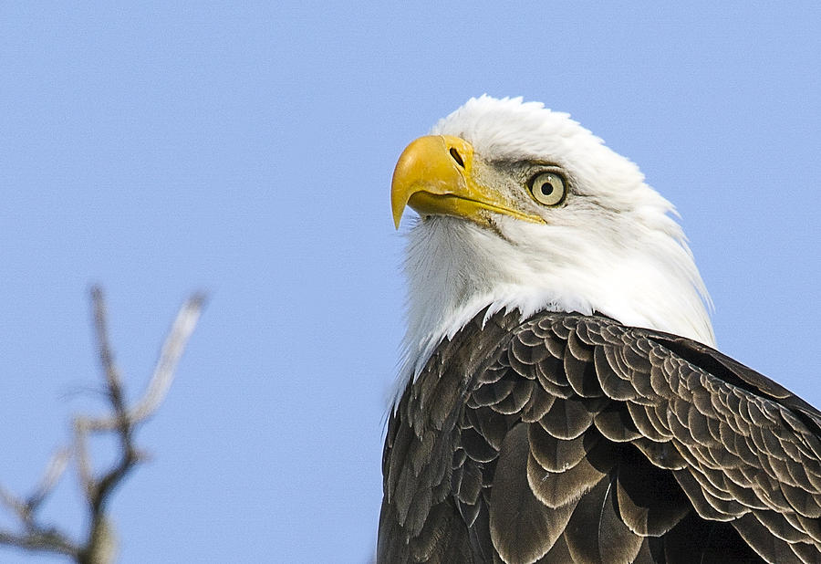 Bald Eagle Close Up Photograph by John Vose