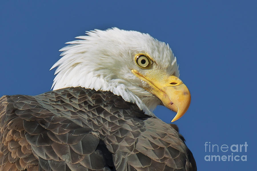 Eagle Photograph - Bald Eagle Closeup by Dianne Phelps