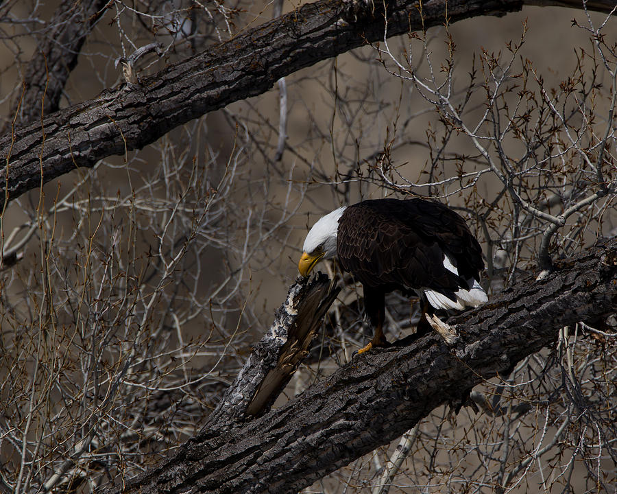 Bald Eagle Colorado Photograph by Ernest Echols