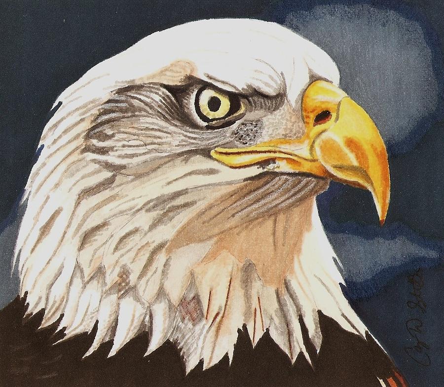 Eagle Drawing - Bald Eagle by Cory Still
