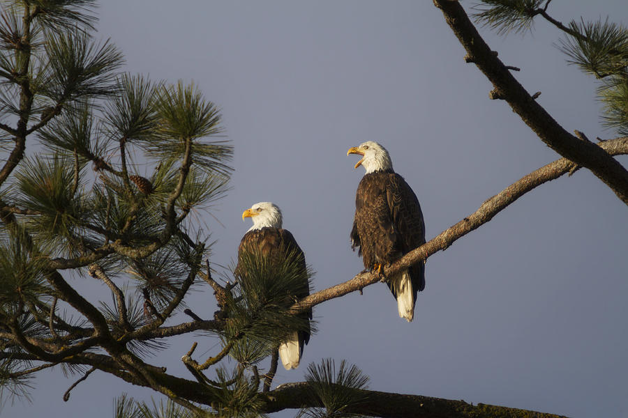 Bird Photograph - Bald Eagle Couple by Mark Kiver