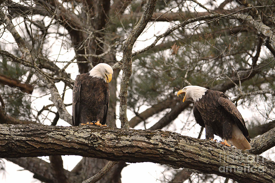 Bald Eagle Courtship Photograph by Jai Johnson