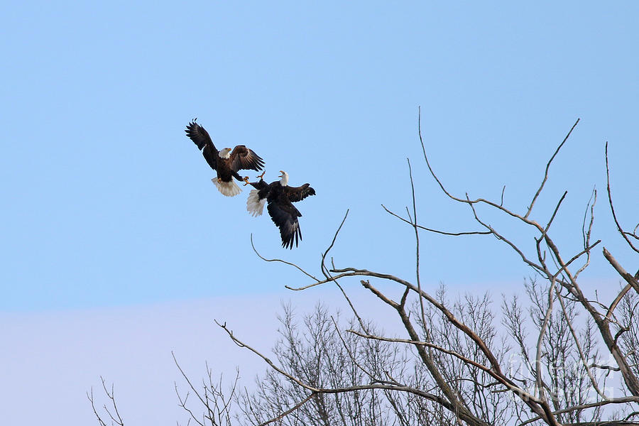 Bald Eagle Courtship Ritual 1329 Photograph by Jack Schultz - Fine Art ...