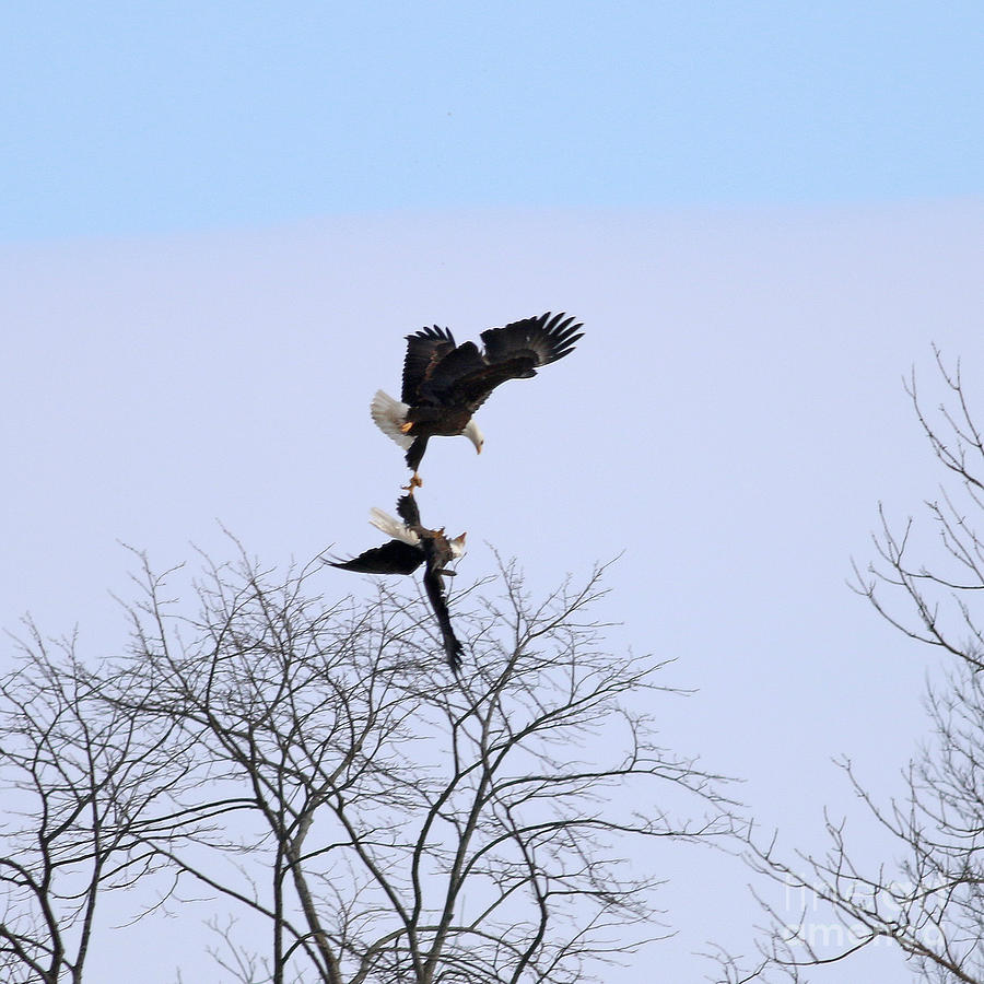 Bald Eagle Courtship Ritual 1338 Photograph By Jack Schultz