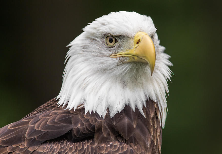 Bald Eagle Photograph by Dale Kincaid