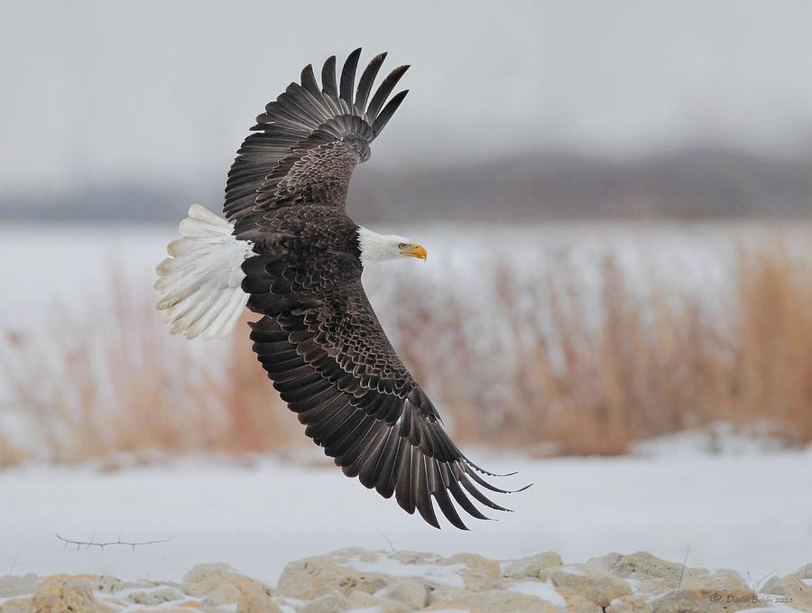 Bald Eagle  Photograph by Daniel Behm