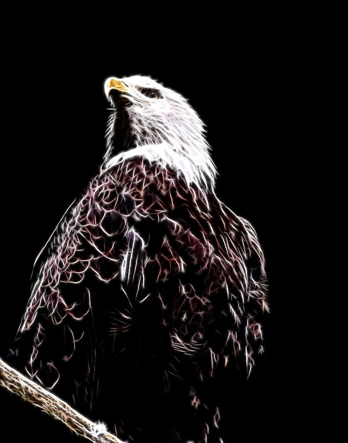 Bald Eagle Digital Art by Davandra Cribbie