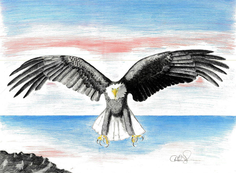Bald Eagle Drawing by David Jackson