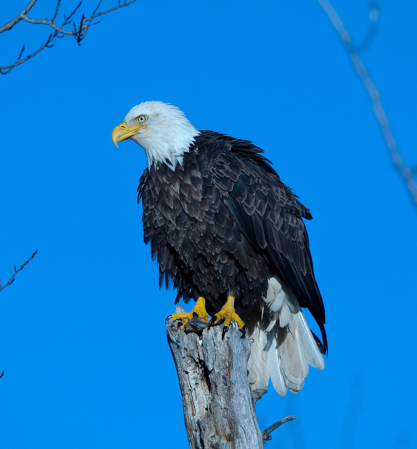 Bald Eagle Photograph by David Johnson