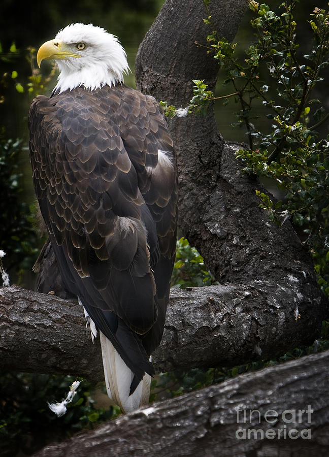 Eagle Photograph - Bald Eagle by David Millenheft