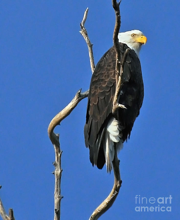 Bald Eagle Photograph by Debby Pueschel