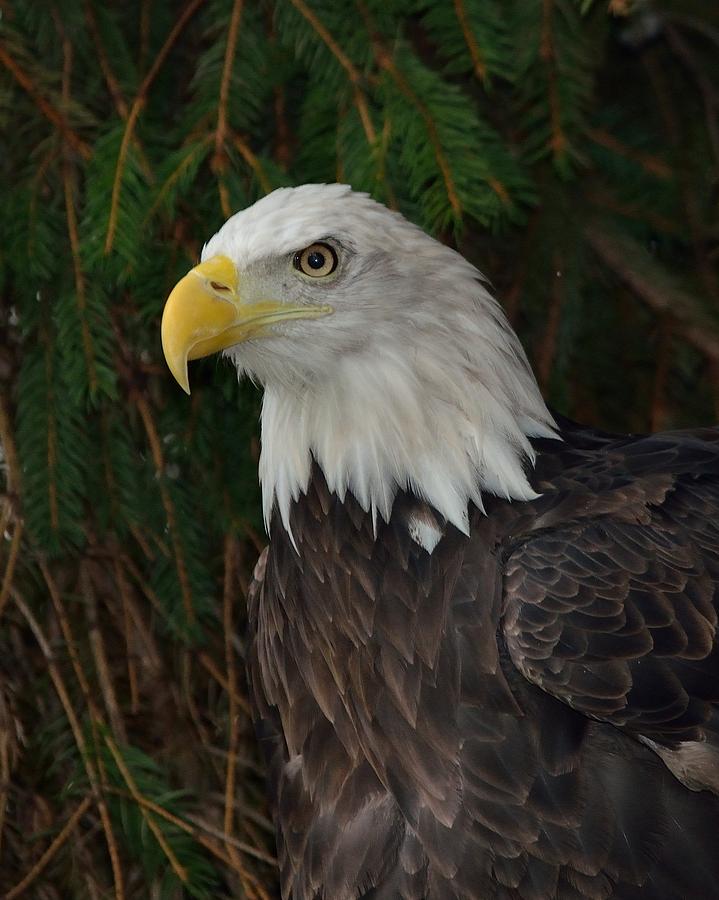 Bald Eagle Photograph by Deborah Ritch