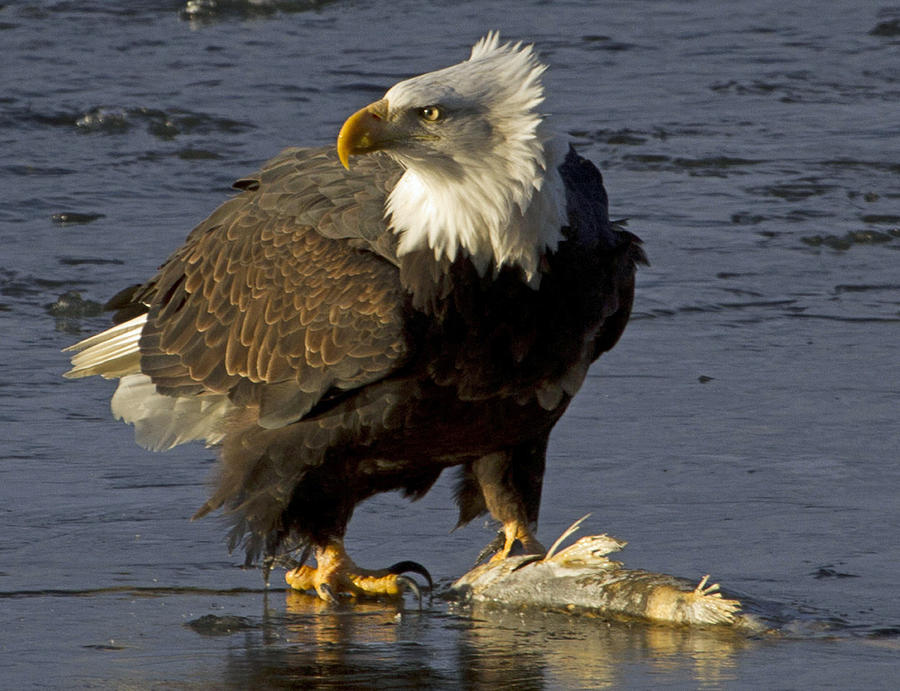Eagle Photograph - Bald Eagle by Dee Carpenter