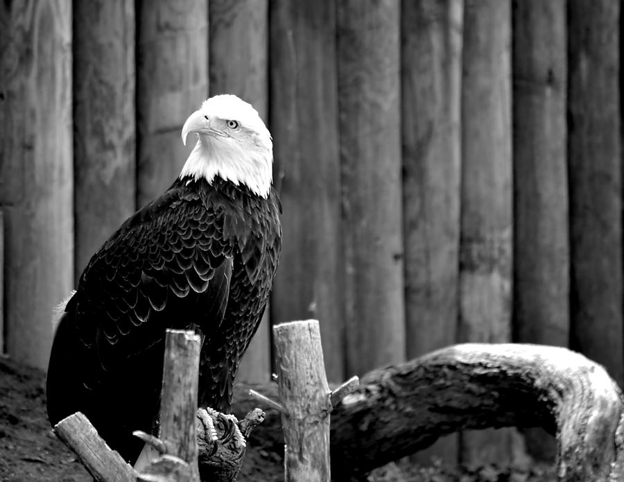Bald Eagle Photograph by Deena Stoddard