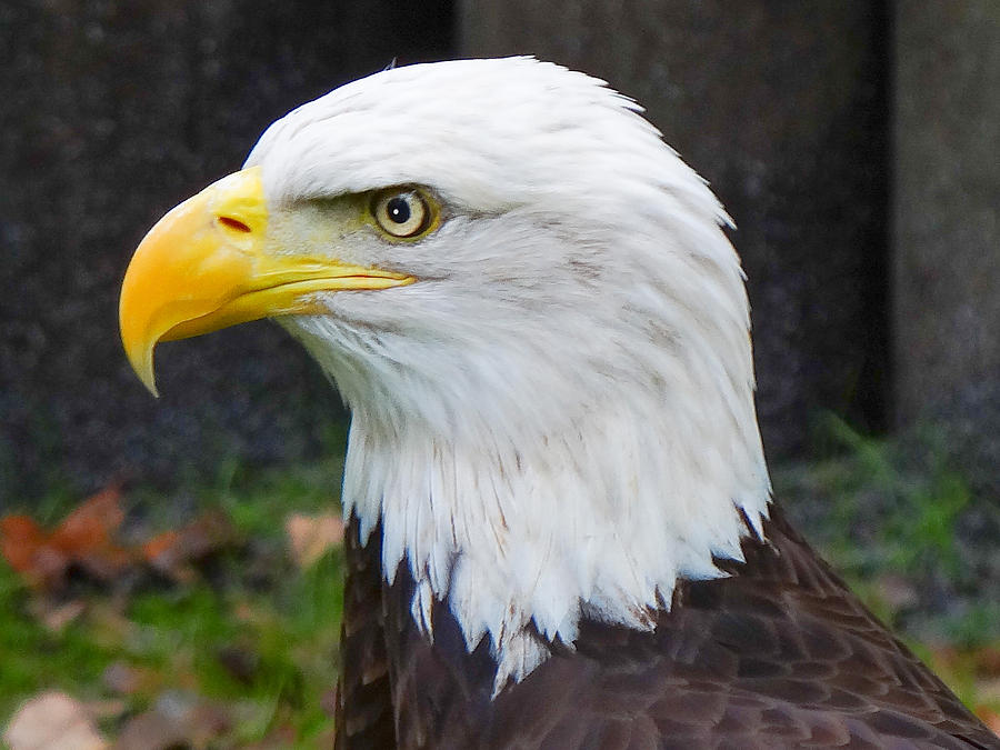 Bald Eagle Photograph by Dennis Dugan
