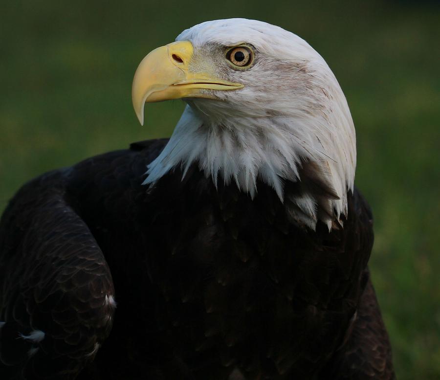 Bald Eagle Details Photograph By Dan Sproul