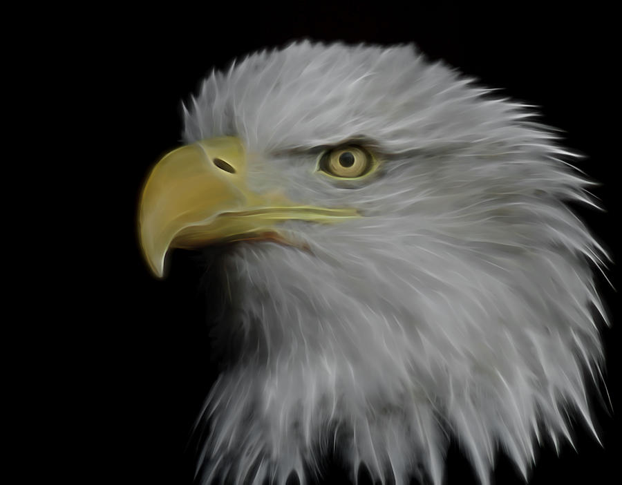 Bald Eagle Digital Art Digital Art by Ernest Echols