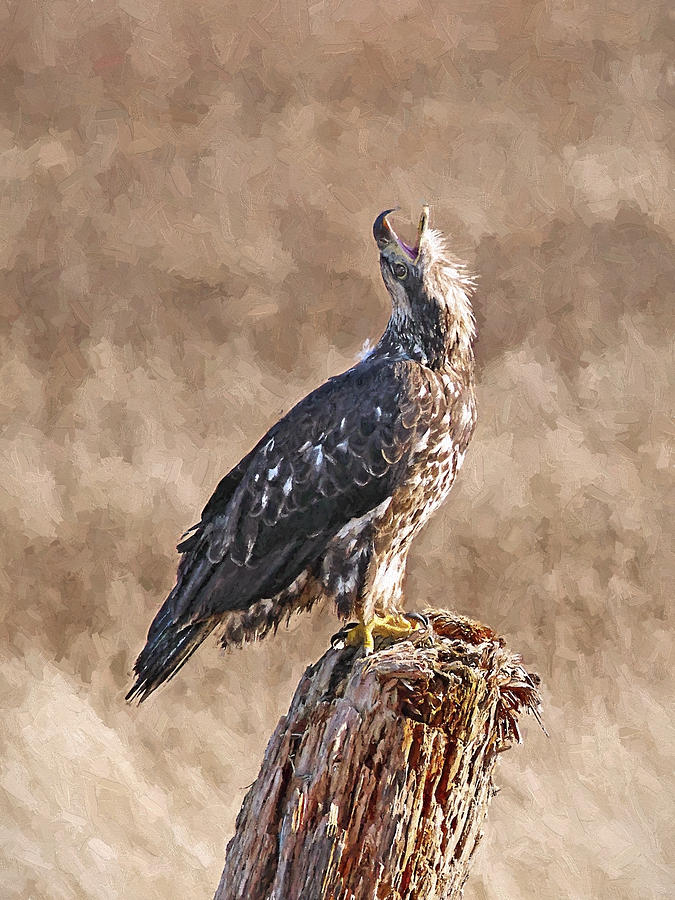 Bald Eagle digital oil painting Photograph by Sharon Talson