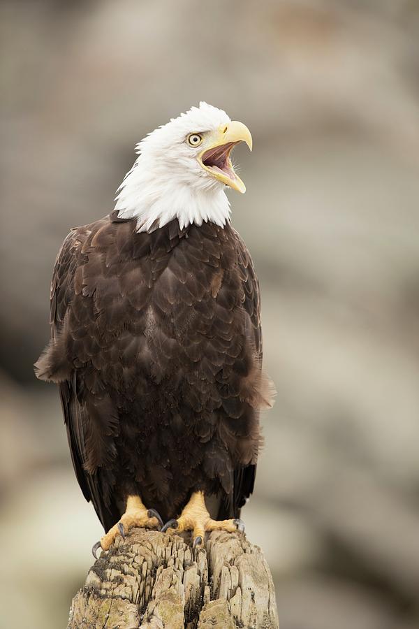 Bald Eagle Photograph by Dr P. Marazzi