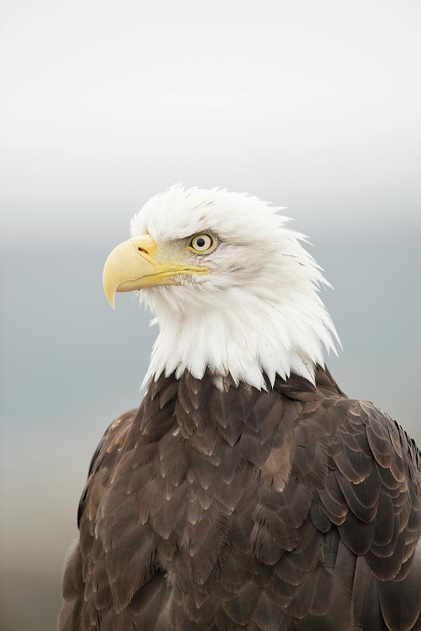 Bald Eagle Photograph by Dr P. Marazzi/science Photo Library