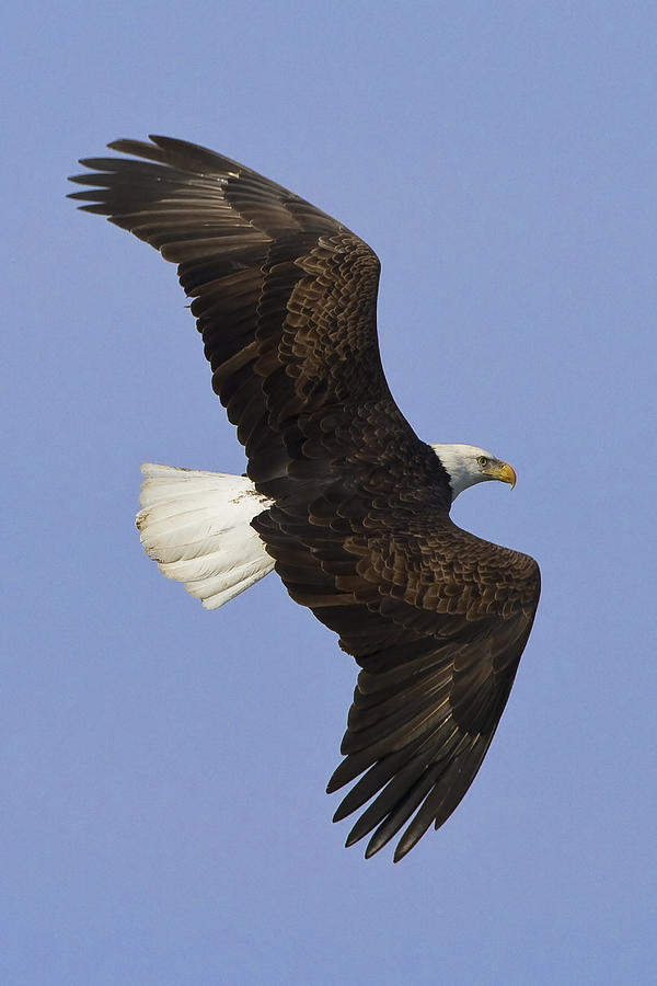 Bald eagle Photograph by Duane Angles - Fine Art America