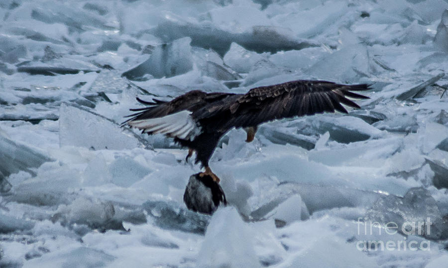 Bald Eagle Duck Ice Bowl Photograph by Ronald Grogan