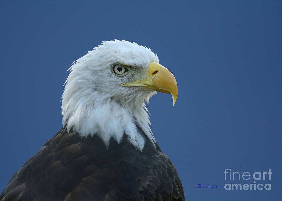 Bald Eagle Photograph by E B Schmidt