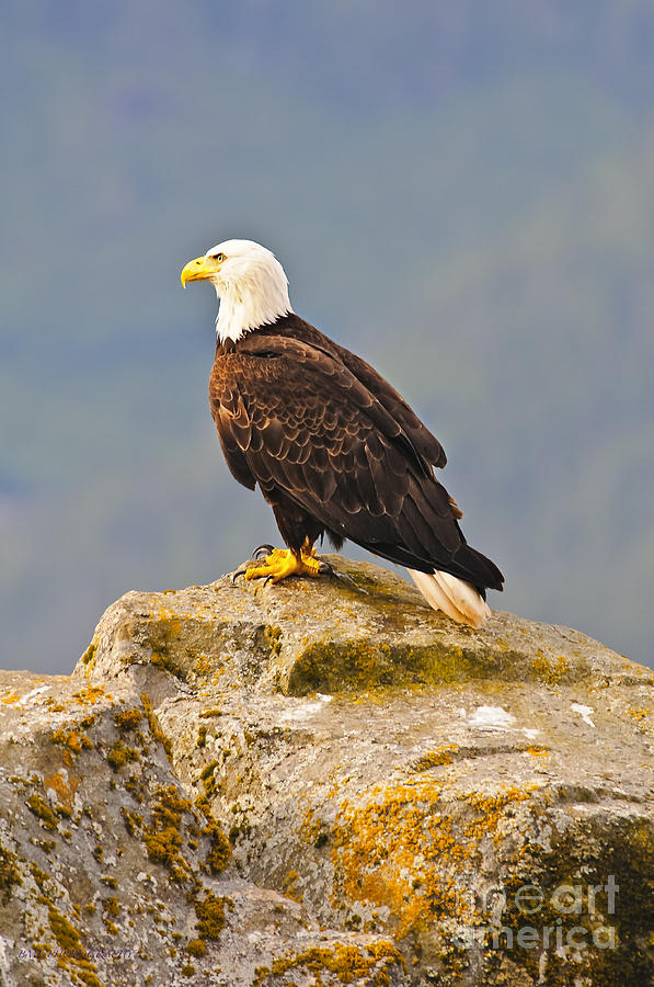 Bald Eagle Photograph by Edward Kovalsky