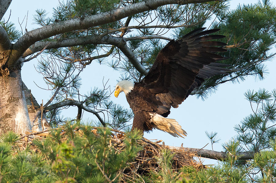 Bald Eagle Photograph by Everet Regal