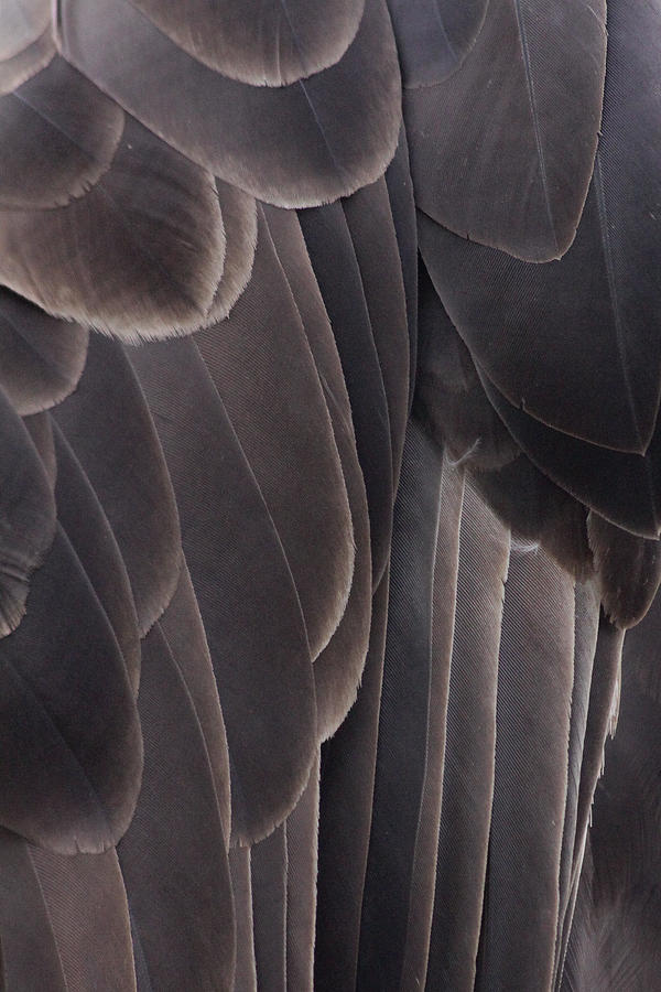 Bald Eagle Feather Close Up Photograph By Heidi Brandt