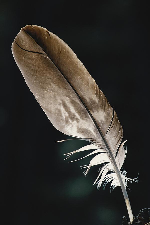 Bald Eagle Feather Photograph by Thomas And Pat Leeson