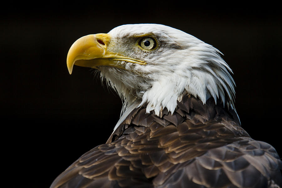 Bald Eagle Fierce Gaze Photograph by Matthew Crowley Photography