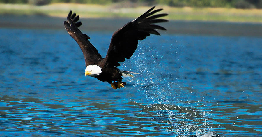 Bald Eagle fishing Photograph by Don Schwartz