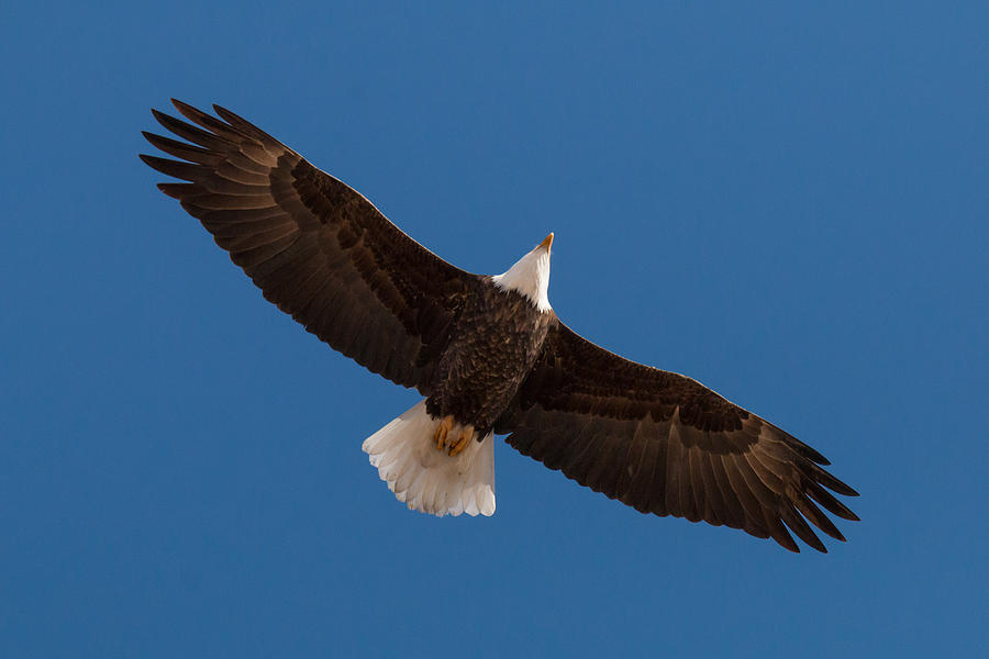 Balgo boy flies high with Eagles