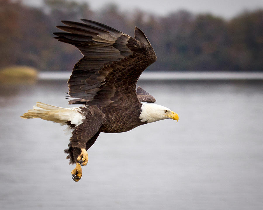 Bald Eagle Flight Photograph by Alan Raasch