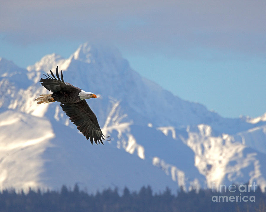 Nature Photograph - Bald Eagle Flight Alaska by Dale Erickson